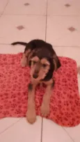 Cachorro raça Srd idade 2 a 6 meses nome Juca