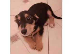 Cachorro raça Srd idade 2 a 6 meses nome Kiko