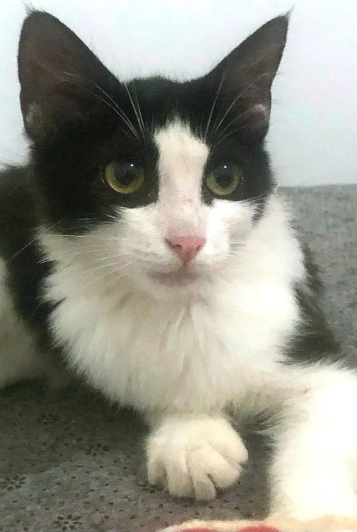 Gato ra a SRD-ViraLata idade 2 a 6 meses nome Tinna