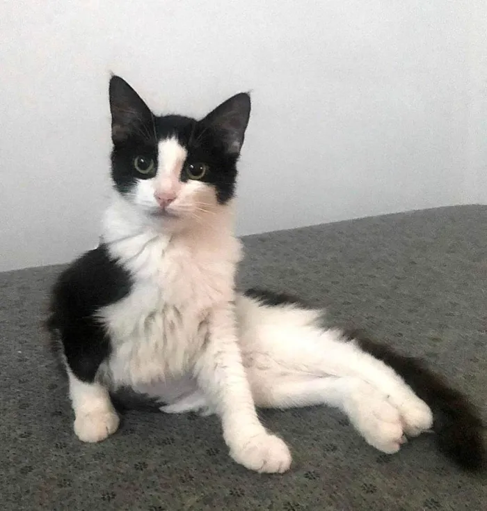 Gato ra a SRD-ViraLata idade 2 a 6 meses nome Tinna