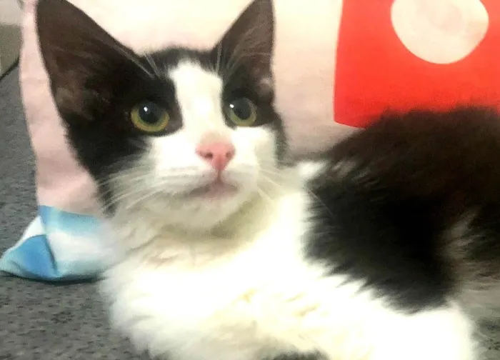 Gato ra a SRD-ViraLata idade 2 a 6 meses nome Tinna