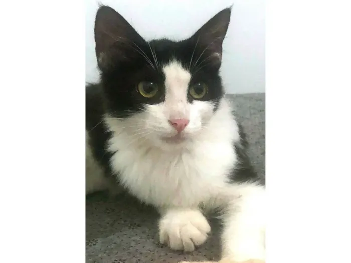 Gato ra a SRD-ViraLata idade 2 a 6 meses nome Tinna