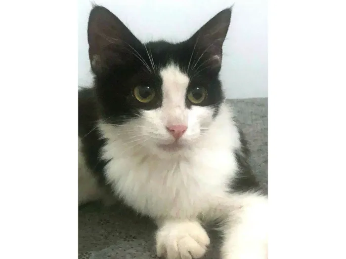Gato ra a SRD-ViraLata idade 2 a 6 meses nome Tinna