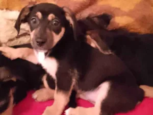 Cachorro raça Srd idade 2 a 6 meses nome Fred