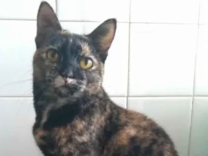 Gato raça srd escaminha  idade 2 anos nome LUÍSA