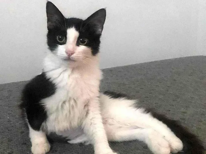Gato ra a SRD-ViraLata idade 2 a 6 meses nome Tinna