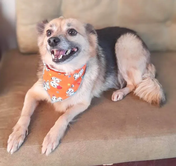 Cachorro ra a SRD-ViraLata idade 4 anos nome Lobinha