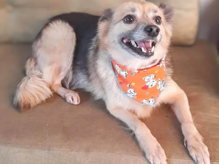 Cachorro ra a SRD-ViraLata idade 4 anos nome Lobinha