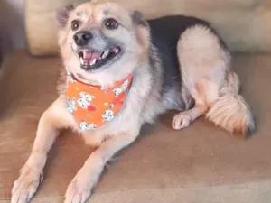 Cachorro raça SRD-ViraLata idade 4 anos nome Lobinha