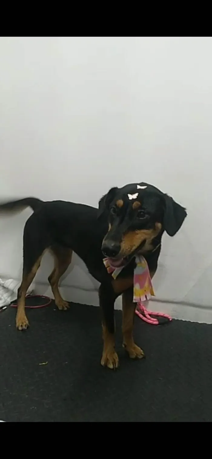 Cachorro ra a Não definida idade 2 anos nome Zulema