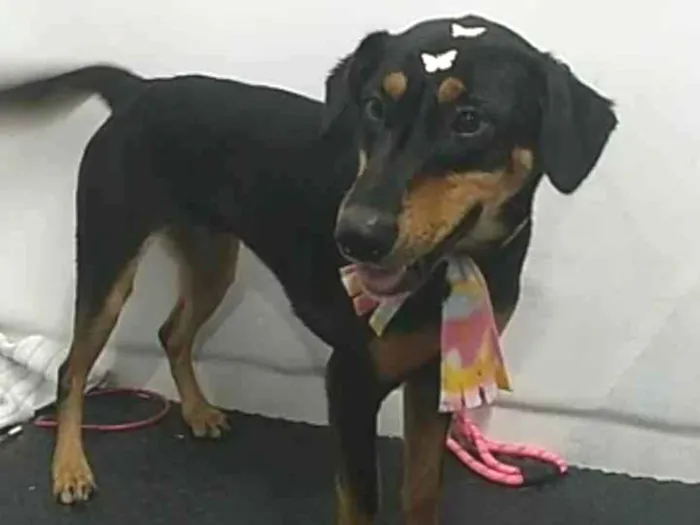 Cachorro ra a Não definida idade 2 anos nome Zulema