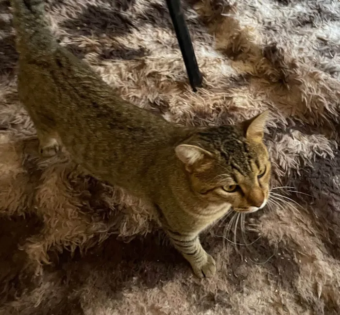 Gato ra a SRD-ViraLata idade 1 ano nome Tigrao 