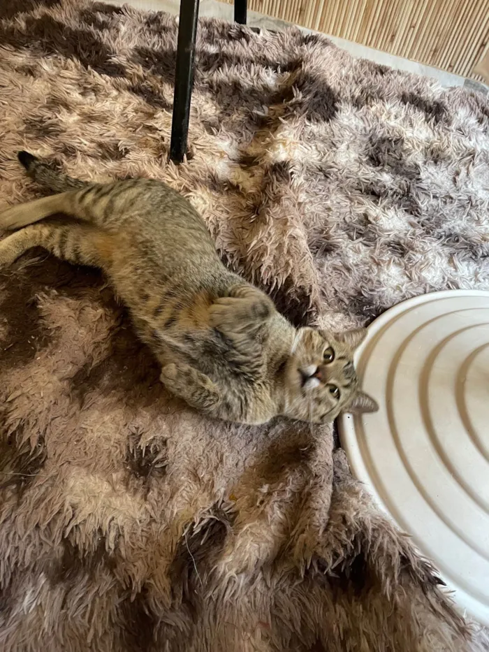 Gato ra a SRD-ViraLata idade 1 ano nome Tigrao 