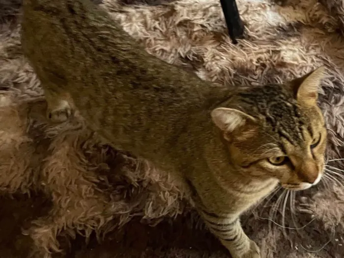 Gato ra a SRD-ViraLata idade 1 ano nome Tigrao 
