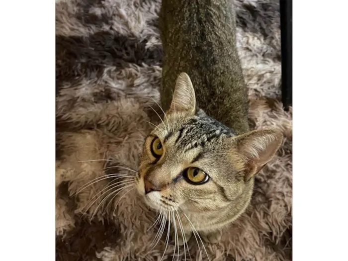Gato ra a SRD-ViraLata idade 1 ano nome Tigrao 