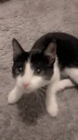 Kiara