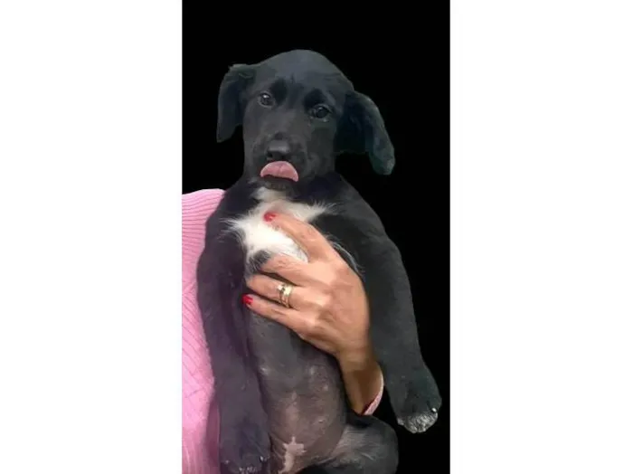 Cachorro raça SRD-ViraLata idade 2 a 6 meses nome Amora