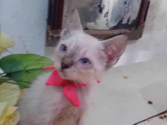 Gato ra a Siamesa idade 2 a 6 meses nome Fofura