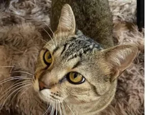 Gato raça SRD-ViraLata idade 1 ano nome Tigrao 