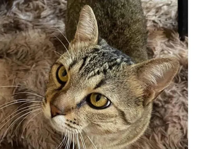 Gato ra a SRD-ViraLata idade 1 ano nome Tigrao 