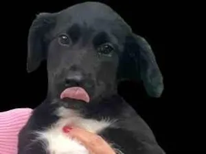 Cachorro raça SRD-ViraLata idade 2 a 6 meses nome Amora