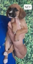 Cachorro raça SRD-ViraLata idade 2 a 6 meses nome NEY