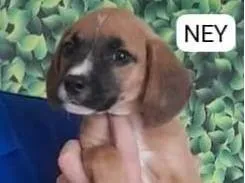 Cachorro raça SRD-ViraLata idade 2 a 6 meses nome NEY