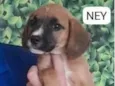 Cachorro raça SRD-ViraLata idade 2 a 6 meses nome NEY