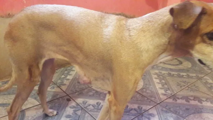 Cachorro ra a SRD-ViraLata idade 4 anos nome Animal que precisa de ajuda 