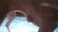 Animal que precisa de ajuda