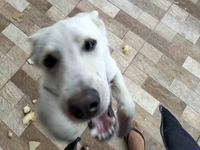 Cachorro ra a Labrador branco idade 1 ano nome Não tem