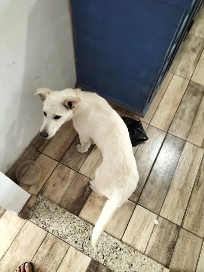 Cachorro ra a Labrador branco idade 1 ano nome Não tem
