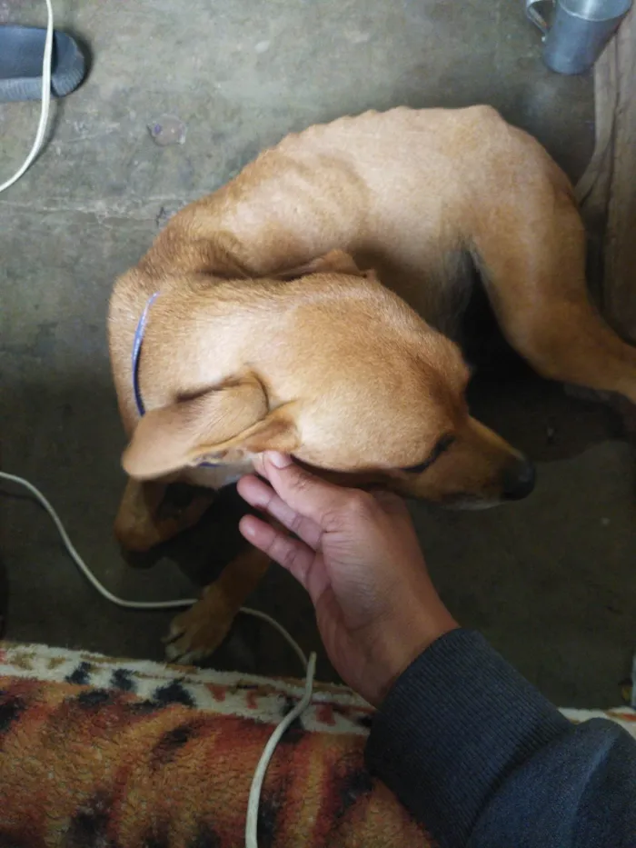 Cachorro ra a Vira lata idade 1 ano nome Mel