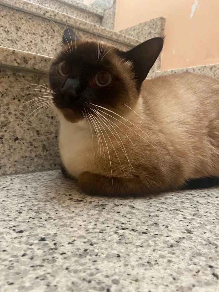 Gato raça SRD-ViraLata idade 1 ano nome Não sei
