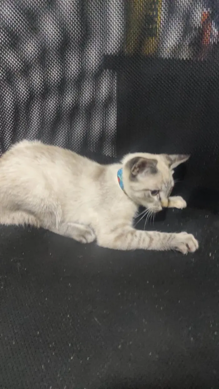 Gato ra a SRD-ViraLata idade 2 a 6 meses nome Yumi