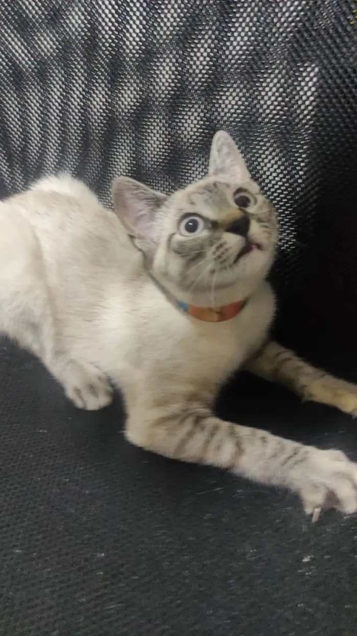 Gato ra a SRD-ViraLata idade 2 a 6 meses nome Yumi
