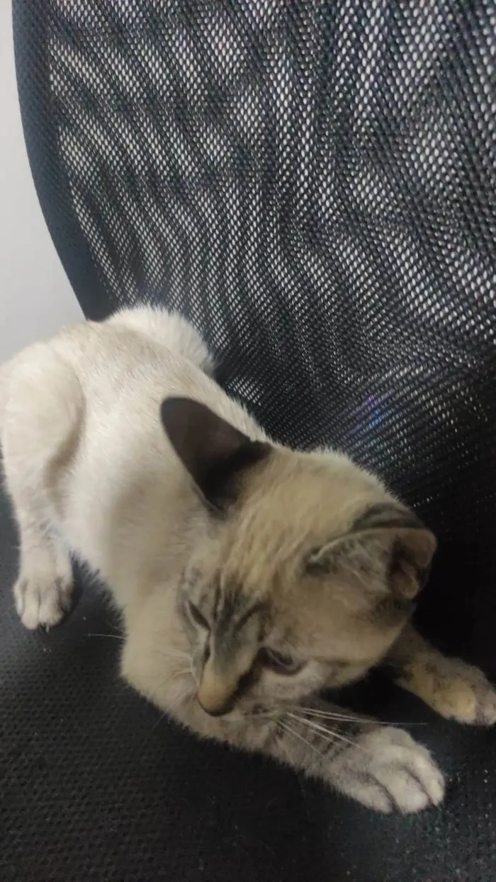 Gato ra a SRD-ViraLata idade 2 a 6 meses nome Yumi