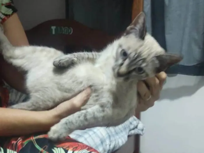 Gato ra a SRD-ViraLata idade 2 a 6 meses nome Yumi