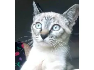 Gato raça SRD-ViraLata idade 2 a 6 meses nome Yumi
