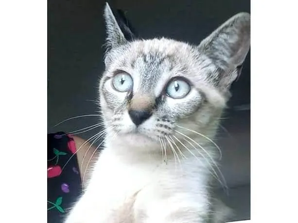 Gato ra a SRD-ViraLata idade 2 a 6 meses nome Yumi