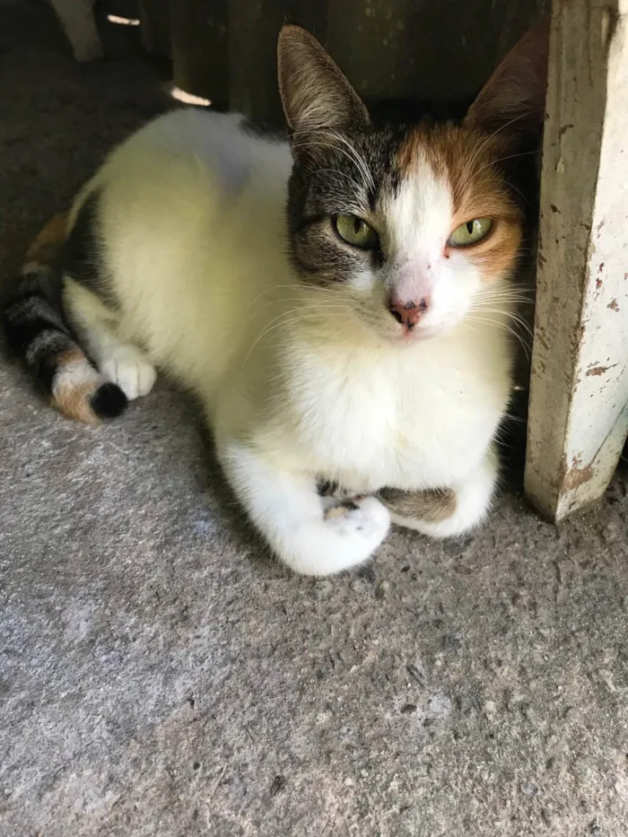 Gato ra a Gata de chita  idade 3 anos nome Três cor
