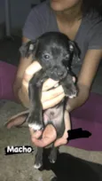 Cachorro filhote