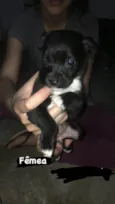 Cachorro filhote