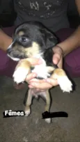 Cachorro filhote