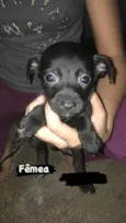 Cachorro filhote