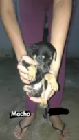 Cachorro filhote