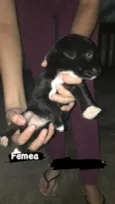 Cachorro filhote