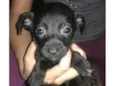 Cachorro filhote