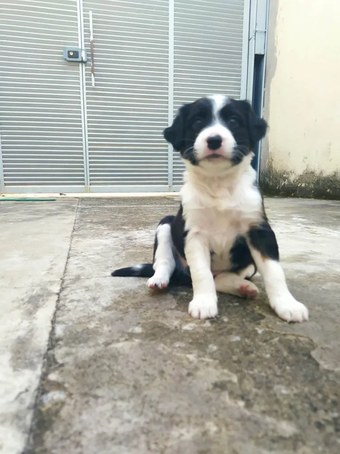 Cachorro ra a SRD-ViraLata idade 2 a 6 meses nome Xurrasco