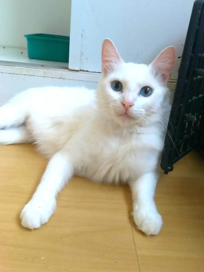 Gato ra a Srd idade 1 ano nome Maitê 